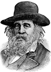 An American poet, famous for <em>Leaves of Grass</em>.
