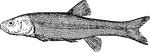 A type of fish with a round blunt head.