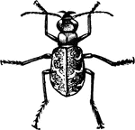 A beetle with a contignous posterior coxae, large prominent eyes, ad maxillary palpi with the third joint shorter than the forth.