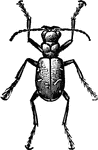 A beetle with a contignous posterior coxae, large prominent eyes, ad maxillary palpi with the third joint shorter than the forth.