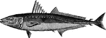 A carangoid fish, having a thick fusiform shape somewhat resembling that of a cigar.