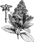 A plants whoes bark is used in the pharmacy.