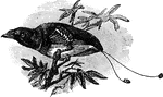 A bird 6 to 7 inches in length with its middle tail feathers about as long. The male is chiefly of a crimson or flaming orange color, varied with iridescent green.