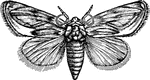 The wings are long; the primaries blunt; the secondaries small. The thorax is square with a central crest. The abdomen and antennae stour and simple.