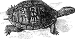 A tortoise having plastron hinged, so that the shell can be made to close upon entirely conceal the animal.