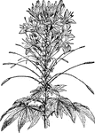 A type of plant having showy flowers, and few being cultivated for ornament.