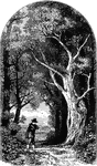 A young man stands alone on a path through the forest.