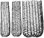 Cross breeding of white pop corn (left) with yellow dent corn. The resulting hybrid is in the center.