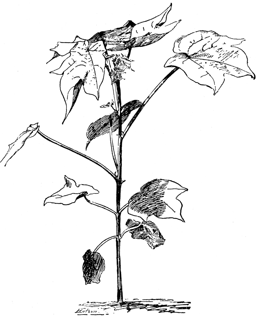 Discover more than 127 cotton plant drawing best