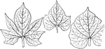 Three shapes of sweet potato leaves. On left, cut-leaf type; in center, shouldered leaf; and on right, entire or "round" leaf.