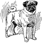 The pug is a breed of small, short-haired lap dogs, probably of Oriental origin, and introduced into Europe by way of Holland in the sixteenth century. The breed is characterized by the shortness of the face and uplifted form of nose. Only a fawn color, with blackish face, was known until about 1875, when a wholly black variety was introduced into the West from China. The pug is essentially a house dog, good-tempered and affectionate. Unless restrained, it becomes extremely fat. Its weight should not exceed fifteen pounds; its form should be compact and elegant, though robust, with straight legs, the face much wrinkled and forehead high, the coat smooth and silky, and the tail always tightly curled over the hip. The face and thin, small ears should be black, and in the fawn-colored breed a blackish line should run along the spine.