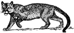 The puma, also known as the cougar, panther, or mountain lion <i> (Felis concolor) </i> , is a large American cat, formerly to be met anywhere from the St. Lawrence River and southern British Columbia to Patagonia, but now practically exterminated east of the Rocky Mountains. It is remarkable among the larger cats for its uniformity of coloration, whence it is popularly known as 'lion' throughout all the countries south of the United States. The fur is thick and close, and in adults is plain tawny above, except for a dark streak along the middle of the back, and a dark tip to the tail, while the under surface is of a paler tint. The presence in the young, however, of a ringed tail and of spots on the body shows that the puma's ancestors possessed the characteristically feline type of coloration. There is much variation in size: the largest authenticated measurement is eight feet two inches from the snout to the tip of the tail, the tail being three feet eight inches; but the usual length of the body, exclusive of the tail, appears to be under four feet.

The puma is able to live in low-lying plains and on mountain slopes, among dense forests and on the treeless pampas. Its natural prey is such animals as deer in North and in Central America, while of the pampas it feeds largely on huanacos; but everywhere it preys as hunger suggests or occasion requires on any smaller and more agile creature it is able to pick up. Like the leopard, it is especially destructive to sheep, a single puma when it gains access to a fold sometimes slaughtering 100 in a night, seemingly in a blind revel of killing. It rarely attacks man unprovoked, and has the reputation, especially in the Plains regions, of being absolutely cowardly. When hunted with dogs (the usual method), it tries first to flee, and when overtaken climbs a tree, where it remains, snarling at the pack of dogs until the hunter comes up and dispatches it. Nevertheless, when cornered it fights to the death, showing that its real disposition is that of timidity and caution rather than of poltroonery.

The two sexes live apart, but pair in winter and summer. Two or three young are born at once.