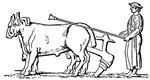 Illustration of a Roman farmer driving his plow, called an <i>aratrum</i>. The man wears a typical brimmed hat and a tunic with no toga or outer gown. He is driving two oxen that are pulling the plow.