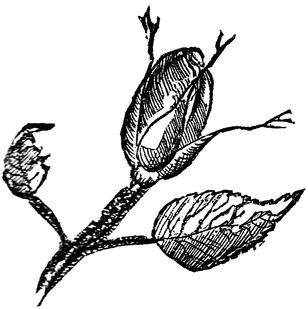 bud clipart black and white