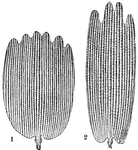 "Scales from the wings of a butterfly, <i>Vanessa antiopa</i>, highly magnified. 1. from border of anterior wing, above; 2. from border of anterior wing, below." -Whitney, 1889.