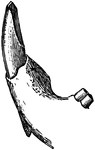 Close-up illustration of scalpriform incisor of a beaver. It is "chisel-shaped; having the character of a chisel-tooth; truncate at the end and beveled there to a sharp edge; specifically said of the incisor teeth of rodents, and the similar teeth of a few other mammals." &mdash;Whitney, 1889