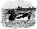 "A duck, <i>Fuligula</i> or <i>Fulix marila</i> and related species. The common scaup inhabits Europe, Asia, and North America. It is from 18 to 20 inches long, and from 30 to 35 in extent of wings." &mdash;Whitney, 1889
<p>In this illustration the duck is sitting on placid water, its feet tucked up underneath its body. Its head and upper body is dark, while its belly is white. There is a tree line in the distance.