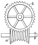 "A screw cut on a solid, of such form that if any plane be taken through its longitudinal axis, the intersections of the plane by the perimeter are arcs of the pitch-circle of a wheel into which the screw is intended to work. It is so named from having been first employed by Mr. Hindley of York in England." —Whitney, 1889
<p>The hourglass shape of the screw increases the bearing area and therefore reduces wear.