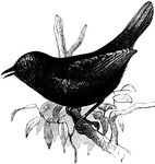 <i>Scytalopus magellanicus</i>. "A genus of South American formicarioid passerine birds, of the family <i>Pteroptochidae</i>. <i>S. magellanicus</i> is curiously similar to wrens in general appearance and habits, though belonging to a different suborder of birds." —Whitney, 1889
<p>This illustration features a darkly colored bird sitting on a branch with small leaves.