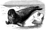 "The seal <i>Macrorhinus elephantinus</i> or <i>proboscideus</i>, or <i>Morunga proboscidea</i>. It is the largest of the otaries; the snout is prolonged into a proboscis suggestive of an elephant's trunk. It is confined to the higher latitudes of the southern hemisphere...." &mdash;Whitney, 1889