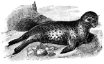 <i>Leptonychotes weddelli</i>. "A spotted seal of the southern and antarctic seas, belonging to the family <i>Phocidae</i> and either of two different genera." &mdash;Whitney, 1889
<p>This illustration shows the seal lying on some rocks.