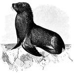 <i>Otaria jubata</i>. One of several large eared seals, or otaries. Also called "Cook's otary" or the "Patagonian sea-lion". "It is related to the sea-bear...but is larger." &mdash;Whitney, 1889