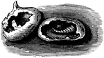 Illustration of two small corn (maize) kernels being eaten by maggots. One maggot is still inside one of the kernels.