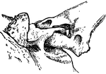 "A joint involving the principle of the shackle. Specifically, in anatomy, a kind of articulation found in the exoskeleton of some fishes, formed by the passing of a bony ring of one part through a perforation of another part, the two being thus movably linked together." &mdash;Whitney, 1889
<p>This illustration shows the shackle joint of a large spine with a bony plate of the skin of a siluroid fish.