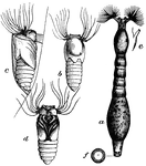 "They are small hump-backed gnats, of a gray or blackish color, with broad pale wings." &mdash;Whitney, 1889
<p>This is a dorsal view of the larva, with fan-shaped appendages spread.
