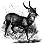 "A West-African kob antelope, <i>Kobus sing-sing</i>. —Whitney, 1889
<p>This illustration shows the antelope stepping down into a body of water. The animal has two, long, curved horns and is surrounded by grass-like foliage.