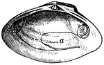 "Having a sinuous pallial margin and consequent sinuous impression on the shell along the line of attachment of the mantle. Into the sinus thus formed the siphons, which are always developed in these bivalves, can more or less be withdrawn." —Whitney, 1889