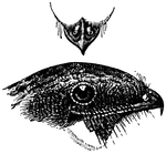 <i>Siphonorhis americana</i>. "A genus of American <i>Caprimulgidae</i> or goatsuckers, having tubular nostrils. The only species, <i>S. americana</i> inhabits Jamaica." &mdash;Whitney, 1889