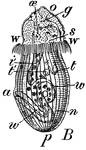 <i>Sipunculus nudus</i>. A species of unsegmented marine worm, commonly called the peanut worm. "B, Larval Sipunculus, about one twelfth of an inch long. o, mouth; oe, esophagus; s, caecal gland; i1, intestine with masses of fatty cells; a, anus; w, ciliated groove of intestine; g, brain with two pairs of red eye-spots; n, nervous cord; p, pore; t, t1, so-called testes; W, W, circlet of cilia." &mdash;Whitney, 1889