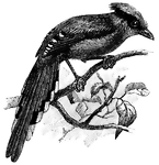 "The so-called green jackdaw of Asia, <i>Cissa sinensis</i>. The sirgang inhabits the southeastern Himalayan region, and thence through Burma to Tasserim, and has occasioned much literature." &mdash;Whitney, 1889
<p>The bird is perched on a branch with a few leaves.