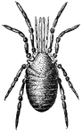 "The typical genus of <i>Sironidae</i>. Two species inhabit Europe, one the Philippines, and another (undescribed) is found in the United States. Also called <i>Cyphophthalmus</i>." &mdash;
Whitney, 1889
<p>Illustration of a small insect with eight legs.