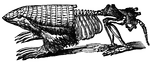 An illustration of a pichiciago, a small burrowing armadillo. The front half of the animal is covered in the endoskeleton. The back half of the animal is stripped of the outer skeleton so that the exoskeleton or dermoskeleton can be viewed. The scientific name of the pichiciago is <i>Chlamydophorus truncatus</i>.