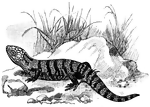 <i>Cyclodus gigas</i>. "They are harmless creatures, some inches long, natives mostly of warm countries, will small, sometimes rudimentary limbs, and generally smooth scales." &mdash;Whitney, 1889
<p>This illustration features a skink crawling on rocks with grass in the background.