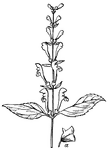 "A plant of the genus <i>Scutellaria</i>: so called from the helmet-like appendage to the upper lip of the calyx, which closes the mouth of the calyx after the fall of the corolla." &mdash;Whitney, 1889
<p>In the illustration, <i>a</i> represents the calyx. This illustration is of <i>Scutellaria serrata</i>, an herbaceous perennial mint.