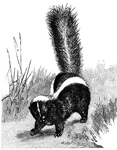 "A fetid animal of the American genus <i>Mephitis, M. mephitica</i>... The animal inhabits all of temperate North America, and continues abundant in the most thickly settled regions. It is about as large as a house-cat, but stouter-bodied, with shorter limbs, and very long bushy tail, habitually erected or turned over the back. The color is black or blackish, conspicuously but to a variable extent set off with pure white- generally as a frontal stripe, a large crown-spot, a pair of broad divergent bands along the side of the back, and white hairs mixed with the black ones of the tail." &mdash;Whitney, 1889