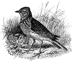 "The common lark of Europe, <i>Alauda arvensis</i>: so called because it mounts toward the sky and sings as it flies. Also called sky-laverock, rising-lark, field-lark, short-heeled lark, etc." &mdash;Whitney, 1889
<p>This illustration shows a skylark perched on the ground with some grass surrounding it.