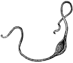 "An instrument for throwing stones or bullets, consisting of a strap and two strings attached to it. The stone or bullet is lodged to the strap, and, the ends of the strings being held in the hand, the sling is whirled rapidly round in a circle, and the missile thrown by letting go one of the strings. The velocity with which the projectile is discharged is the same as that with which it is whirled round in a circle having the string for its radius. The sling was a very general instrument of war among ancients." &mdash;Whitney, 1889