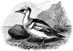<i>Mergellus albellus</i>. "A small merganser or fishing duck...The male in adult plumage is a very beautiful bird, of a pure white, varied with black and gray, and tinged with green on the crested head; the length is about 17 inches. The female is smaller, with reddish-brown and gray plumage, and is called the red-headed smew." &mdash;Whitney, 1889