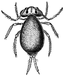 <Sminthurus roseus</i>. "A family of collembolous insects, typified by the genus <i>Sminthurus</i>, having a globular body, four-jointed antennae with a long terminal joint, saltatory appendage composed of a basal part and two arms, and tracheae well developed. They are found commonly among grass and fungi; many species have been described." &mdash;Whitney, 1889
<p>These animals are no longer considered insects. This illustration shows a tiny creature with six legs, two appendages at the back, and two antennae.