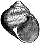 <i>Helix pomatia</i>. "A large-shelled, edible" snail, also called the Burgundy snail or escargot when used in cooking. —Whitney, 1889.
<p>This illustration shows only the shell and not the animal. It is an air-breathing, land snail.