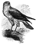 <i>Circaetus gallicus</i> is a "bird of prey inhabiting all the countries bordering the Mediterranean, and thence eastward to the whole of the Indian peninsula and part of the Malay archipelago. The male is 26 inches long; the female, 30 inches; the pointed wings are more than half as long again as the tail; the tarsi are mostly naked; the nostrils are oval perpendicularly; the head is crested with lanceolate feathers; and in the adult the breast is white, streaked with brown." &mdash;Whitney, 1889