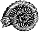 <i>Ammonites bisulcatus</i>. "Same as ammonite; from an old popular notion that these shells were coiled snakes petrified." &mdash;Whitney, 1889
