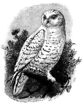 <i>Nyctea scandiaca</i>." The great white or snowy owl, <i>Strix nyctea</i> or <i>Nyctea scandiaca</i>, inhabiting arctic and northerly regions of both hemispheres, and having the plumage more or less white." &mdash;Whitney, 1889
