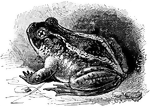 <i>Scaphiopus holbrooki</i>. Illustration of the American spadefoot toad, native to Canada, the United States, and Mexico. It is a roundish toad with large, protruding eyes.