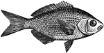 "An embiotocoid fish of the Pacific coast of North America, <i>Micrometrus aggregatus</i>; a name also extended to others of the same waters and genus. That above named is about six inches long; the adult males in spring are almost entirely black; the usual coloration is silvery with dusky back and longitudinal dark stripes interrupted by three vertical yellow bars." &mdash;Whitney, 1889
