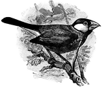 <i>Padda oryzivora</i>. "...the rice bird of Java...about as large as the bobolink, of a bluish-gray color with pink bill and white ear-coverts; a well-known cage bird." &mdash;Whitney, 1889